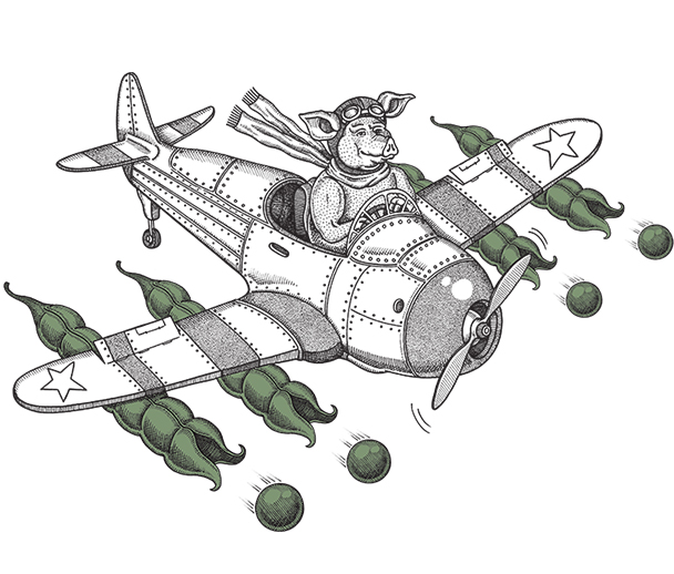 Toms pies illustrated graphic, pig flying a plane shooting peas