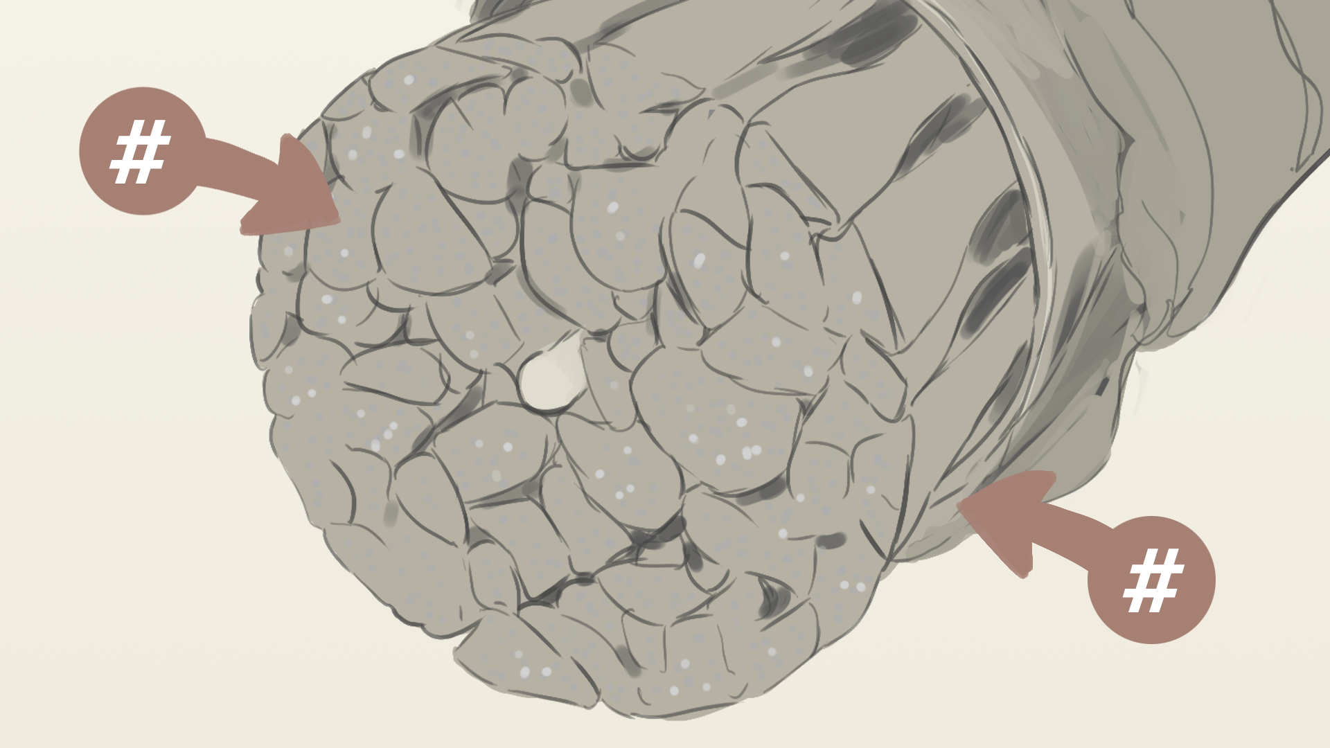 Schwarzkopf Extra Care 19